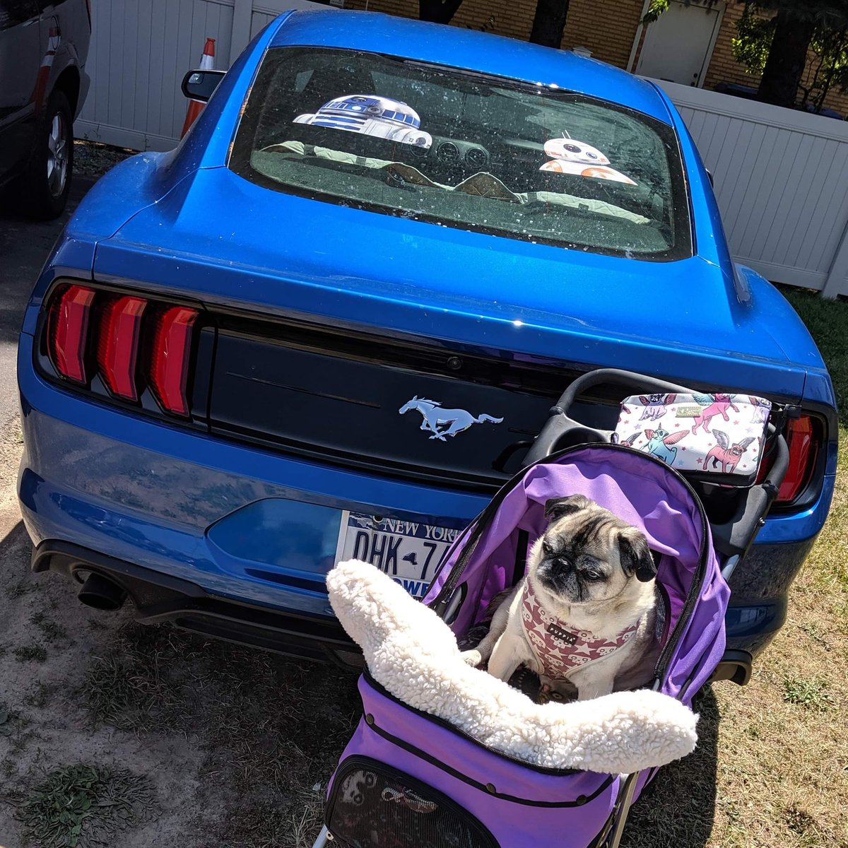 TimmyPamperdPug's tweet photo. Chugs For Pugs fundraiser
#BeepBeep #PugLife #StarWars #Mustang
#TailLightsTuesday #ChugsForPugs #bb8 #r2d2 #716Day #716 @flyingbison  @bpsbr https://t.co/6eI0rI2KR9