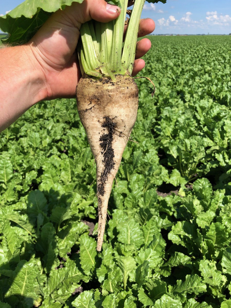 Not bad looking @CrystalSugarCo 574 beets.  With potential rain tomorrow and then heat it's time to start spraying for cercospera. #sugarbeets #farming #grow19 #redrivervalley