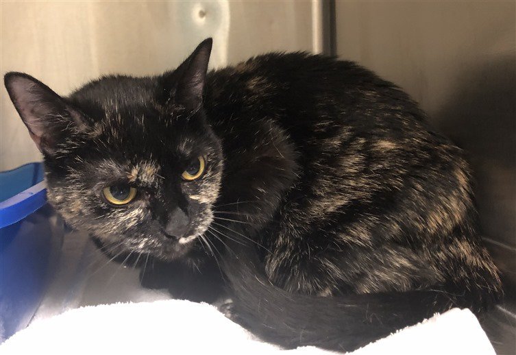 Maree71439592's tweet photo. https://t.co/5fj8tqkSzY 
https://t.co/DcNKSrr5A3 
*BABY*
Beautiful Sweet Girl
A Precious Soul
Dumped By Owners
for Move!
On TBD List 
b/c She's Scared
New Hope Rescue Needed
SAVE BABY 
TBD 7/18/19😿
Adopt/Foster/Pledge
Killing at12PM
#NYC
Fostering is FREE
https://t.co/WXPQkxw1RJ https://t.co/w0OGbN6gIM