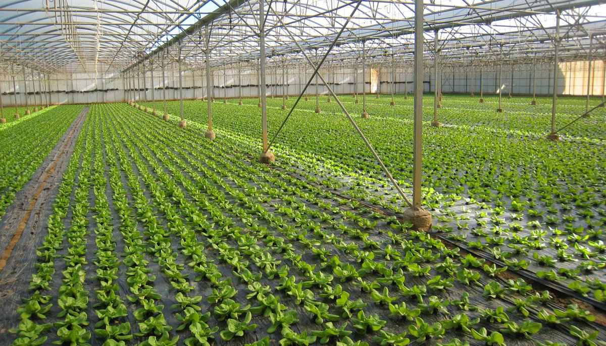 agriculturamex's tweet photo. ¿Buscas un insecticida que puedas aplicar en campo abierto o agricultura protegida? Checa esta solución https://t.co/5h45e8L31Q
CULTIVO #Brócoli #Col #Coliflor #ColdeBruselas #Lechuga https://t.co/ynZgiviQPv