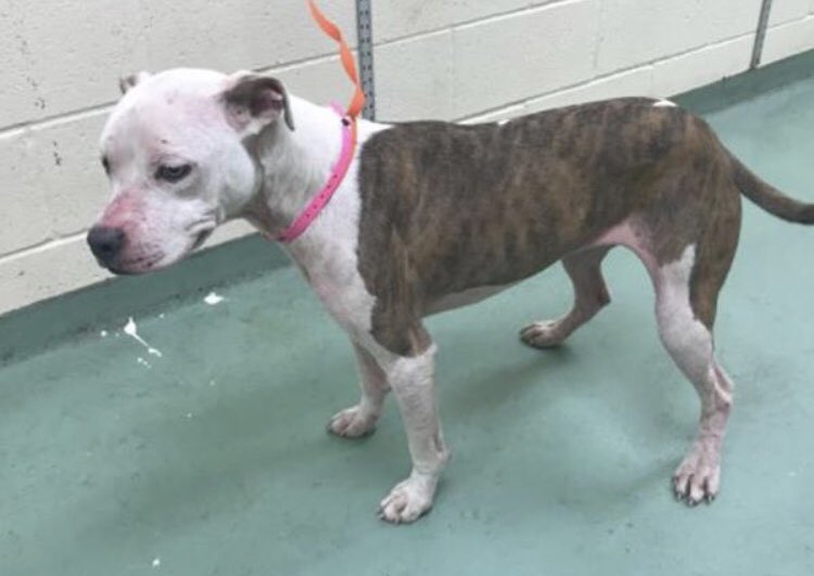 reddogsusie's tweet photo. #TN #MEMPHIS
🆘🆘CODE RED - ADOPTED DEC 2018 NOW FOUND STRAY!! Haffa 2yo girl hw- thought she had her forever home but let down by her adopter &amp; found Stray! This sweet girl is now in a packed shelter hoping to be noticed! #ADOPT #PLEDGE #FOSTER #A298080
https://t.co/Y7m2x9p6cB https://t.co/yK3pAPFvNS