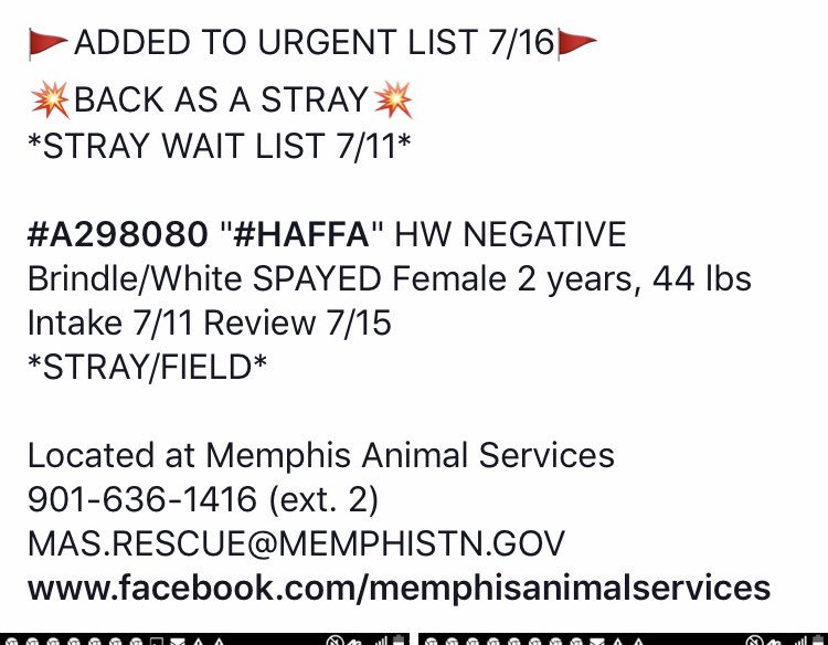 reddogsusie's tweet photo. #TN #MEMPHIS
🆘🆘CODE RED - ADOPTED DEC 2018 NOW FOUND STRAY!! Haffa 2yo girl hw- thought she had her forever home but let down by her adopter &amp; found Stray! This sweet girl is now in a packed shelter hoping to be noticed! #ADOPT #PLEDGE #FOSTER #A298080
https://t.co/Y7m2x9p6cB https://t.co/yK3pAPFvNS