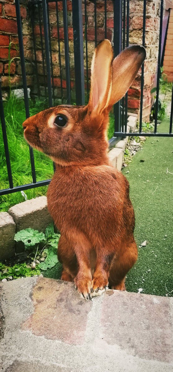 FiverRey's tweet photo. Smart boy #fiver #myboy #belgianhare #hare #houserabbit #rabbitsworldwide #rabbitoftheday #bunny #housebunny #freeroam https://t.co/FlsVyBsZWJ