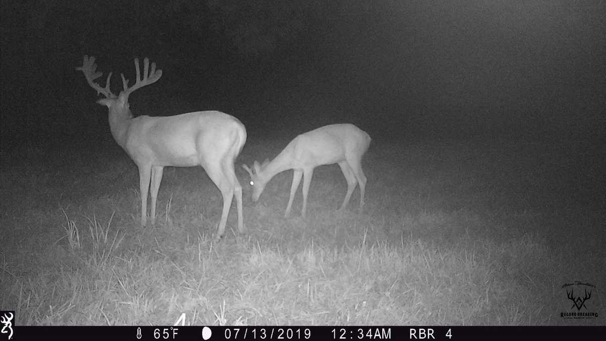 Record_Ranch's tweet photo. We are SO ready for hunting season this fall! For more info on #RBRHunting go to
https://t.co/792RftUXVU
Book your hunt with RBR here in Missouri! You won't be disappointed.
#whitetails #trophybucks #giantwhitetails #hunting #huntingseason #hunt #hunttolive #bowhunters #guns https://t.co/DMyN4E5Nvs