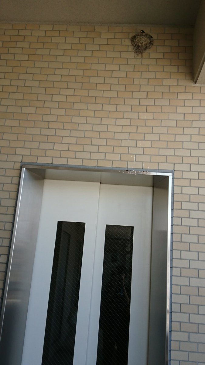 k_0n9's tweet photo. 新手のトラップでしょうか？
エレベーター出た瞬間にフンを落とされそうになったんですが https://t.co/3iB2kxRhJ0