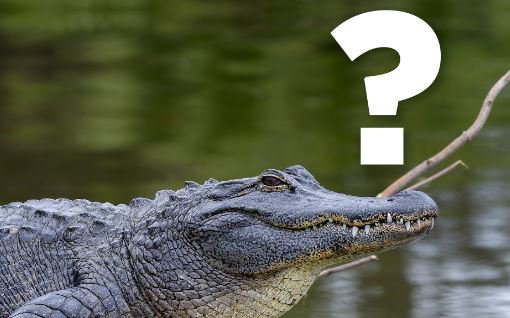 FOX61News's tweet photo. East Lyme investigating report of an alligator in a local lake https://t.co/pxJ61awgrA https://t.co/VrI9FKWIlt