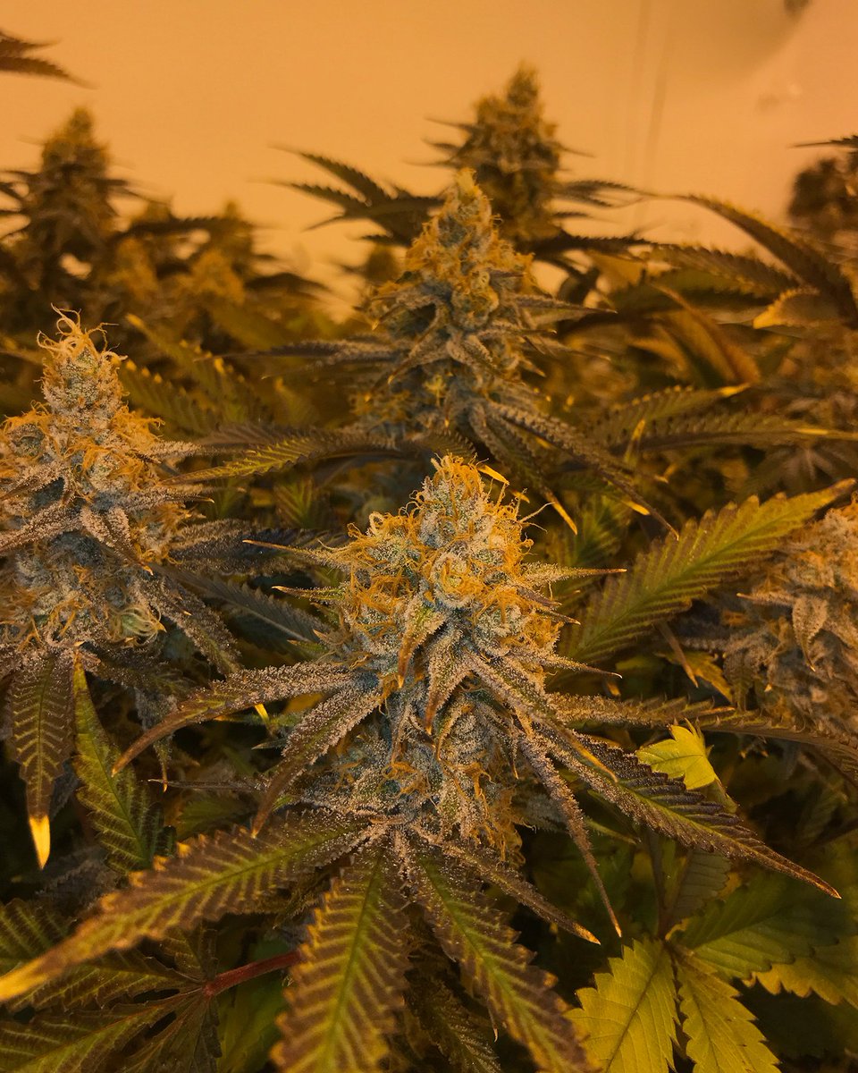 Dolato finishing up...
.
.
.
.
.
.
.
.
#cannabiscommunity #SFBayArea #Oakland #cannabisdaily #budshots #nugshot #cannabisconnoisseur #terps #hightimes420 #420everyday #stonersdaily #westportal #parkmerced #ingleside #southofmarket