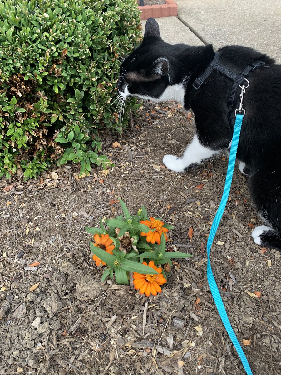 GChristCLE's tweet image. Adventure cat Euclid. 😻 #tinycat