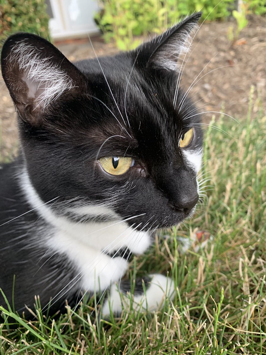 GChristCLE's tweet image. Adventure cat Euclid. 😻 #tinycat