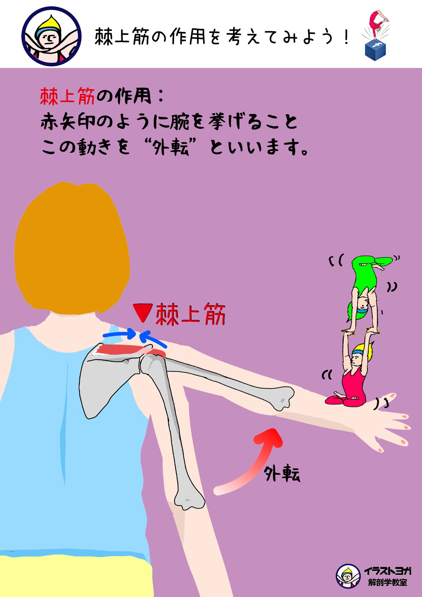 世界一ゆる い解剖学 2 棘上筋 2 棘上筋の作用を考えてみよう 棘上筋の作用 イラストの赤矢印のように腕を挙げること この働きを 外転 といいます 解剖学 解剖学講座 イラスト解剖学 リアル解剖学 棘上筋 外転 T Co