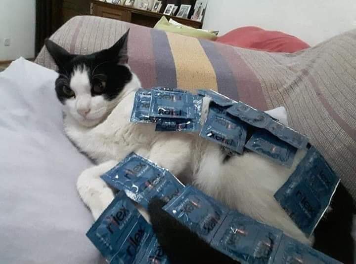 chaquius's tweet photo. Te has cruzado con el michi de los condones, si pasas sin dar rt o like este año serás papá... o mamá... https://t.co/ws03zYkRVD