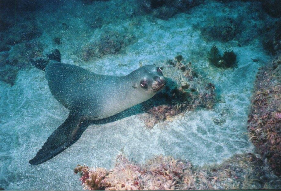 Inydes's tweet photo. Curiosidades sobre los lobos Marinos.

1. Sus dientes a diferencia de otros animales son completamente negros, poseen pequeños pabellones auriculares a los costados de su cabeza y poseen un excelente oído.

(Hilo) https://t.co/jfTgeGmqU5