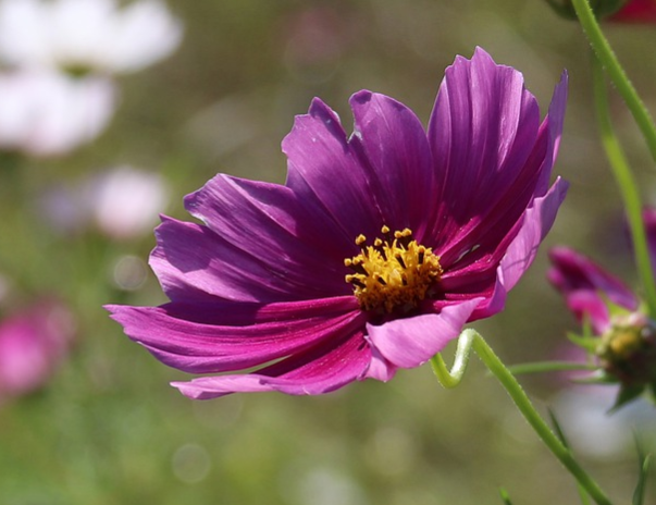 Discover how Subaru is making our environment better for all! bit.ly/2LHlFwl