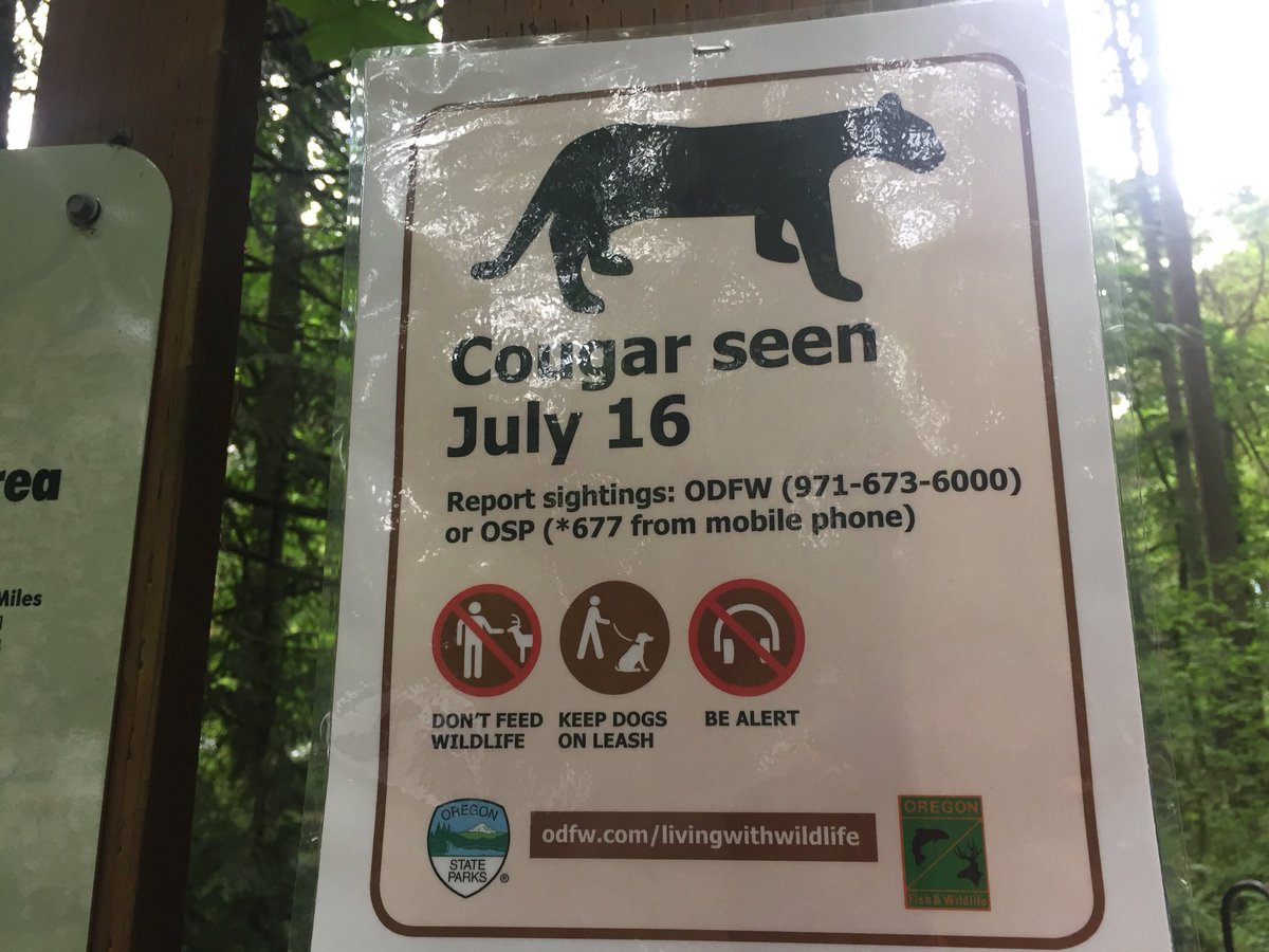 lisabKOIN's tweet photo. 2nd reported cougar sighting near/in Tryon Creek Park area SW Portland  we talk with spotters #KOIN6NEWS at 5 #cougars #pdx #tryoncreek https://t.co/OzLJ06WxH2