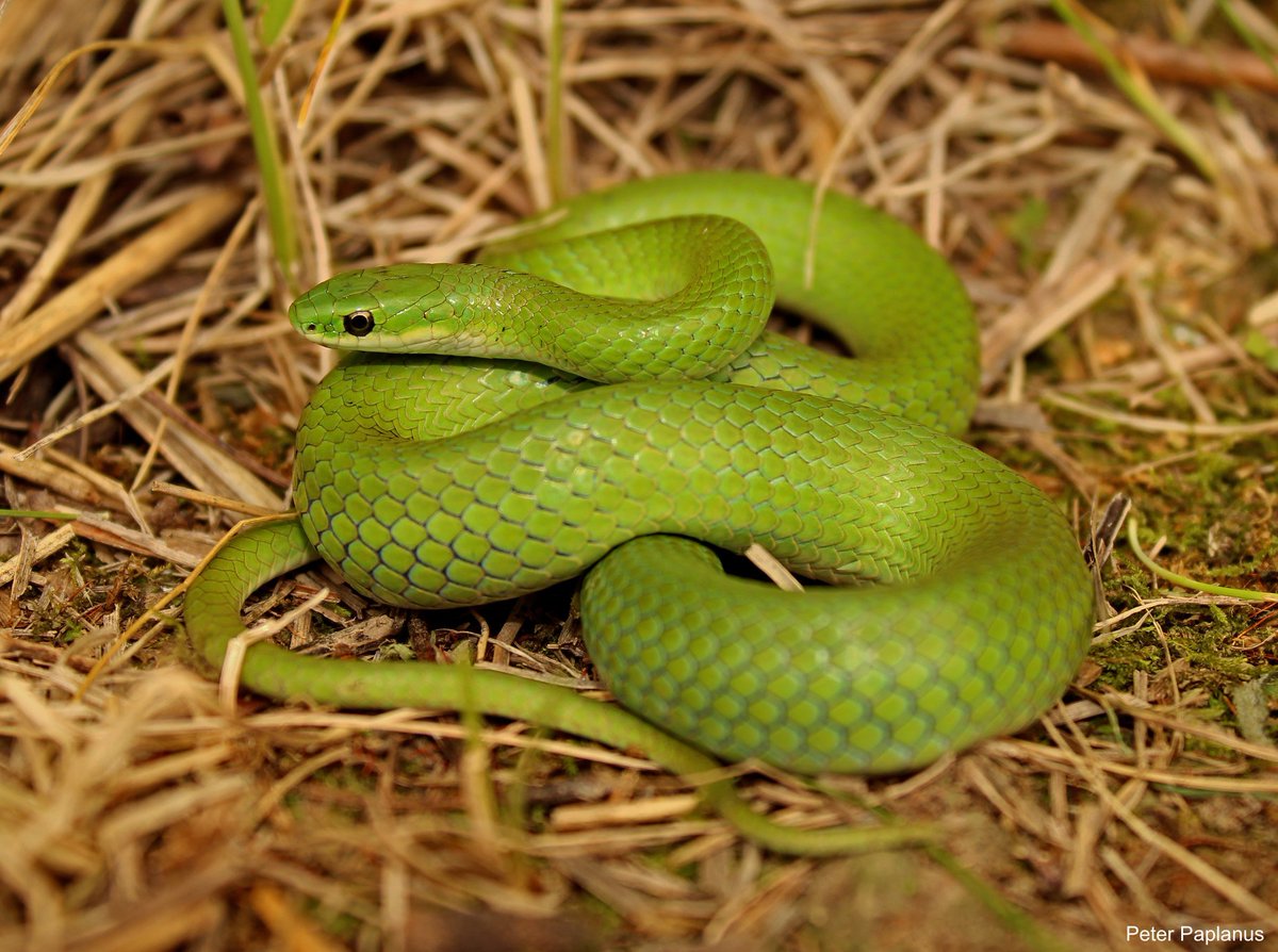 Зеленая змейка. Смарагдовый полоз. Зеленый полоз. Змеи гадюка зеленая. Зеленый полоз змея.