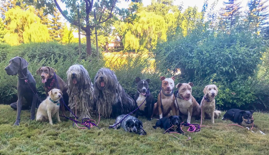 barknbarrel's tweet photo. Pack dogs
#dogwalker #packdogs #dogs https://t.co/PFbPE4UZYH