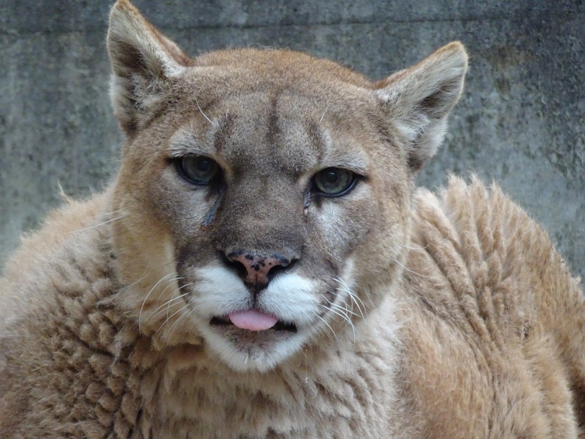 盛岡市動物公園 Zoomo ピューマの ピュー子 が7月14日に死亡しました 詳細はこちらをご覧ください T Co Bmz7a2uofy