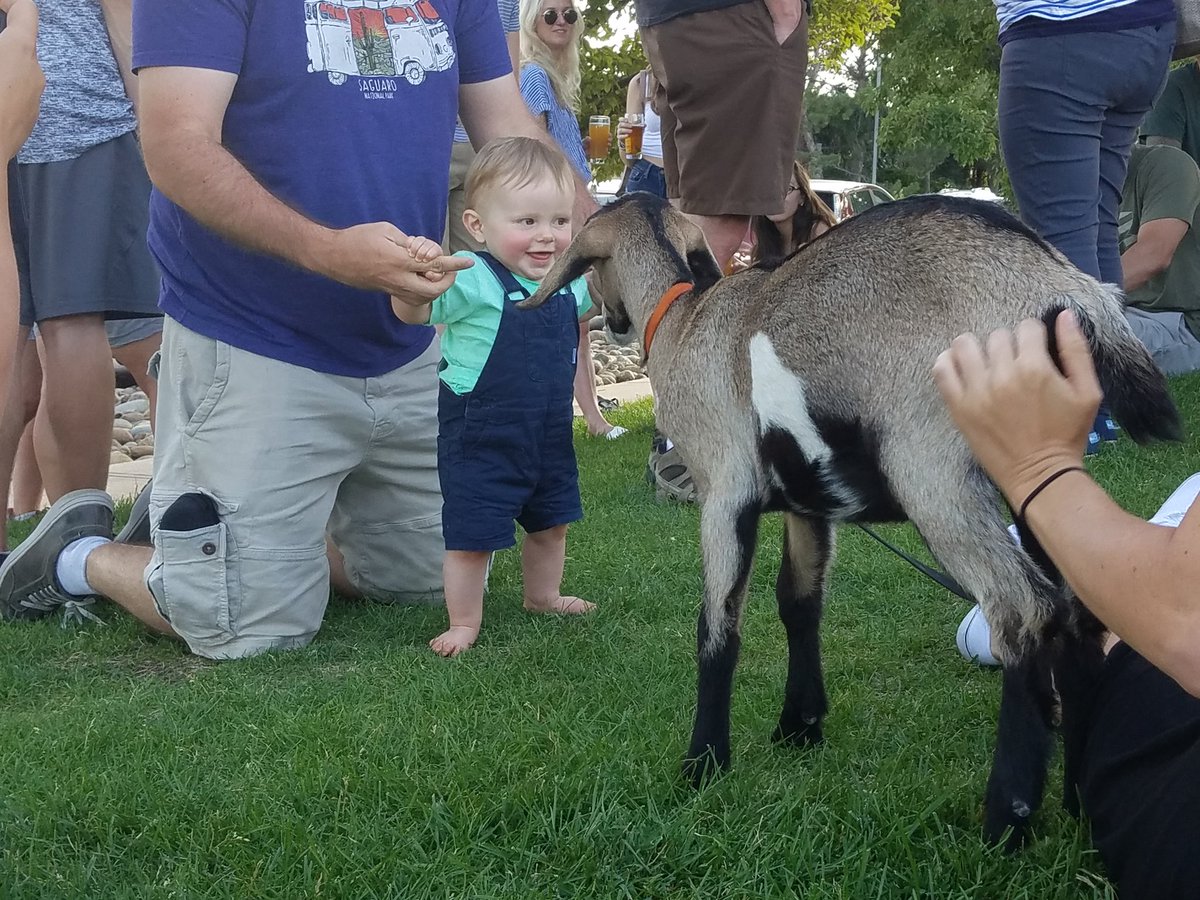 Because I practice what I preach, I went to DRINK BEER WITH BABY GOATS at <a href="/finkelandgarf/">Finkel & Garf Beer</a> in #Boulder