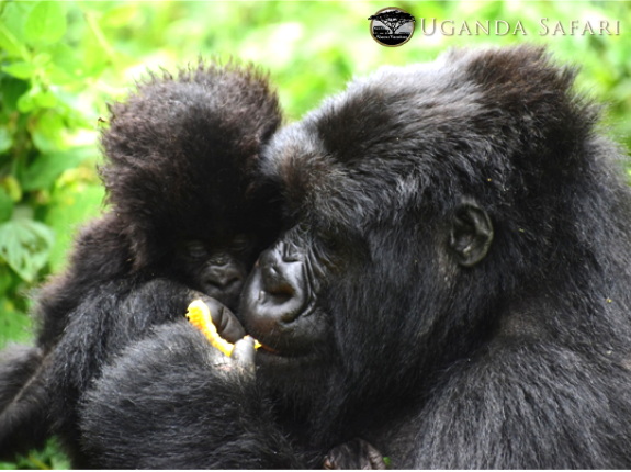 abacusvacation's tweet photo. Combined Safaris are the most attractive way of discovering the wilderness of #Africa, this way traveller gets the chance to discover the best of 2 or more than 

#UgandaAndRwanda @ 
https://t.co/fGSLMIVnUL 

#UgnadNationalPark #UgnadTour #UgnadDestination #UgandaSafariTour https://t.co/UY2kYvWbmk