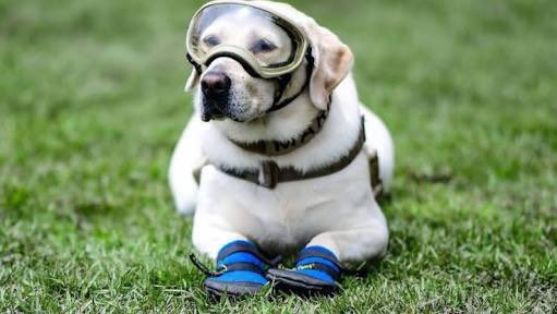 Comparte esta Frida bb para que ya no tiemble más