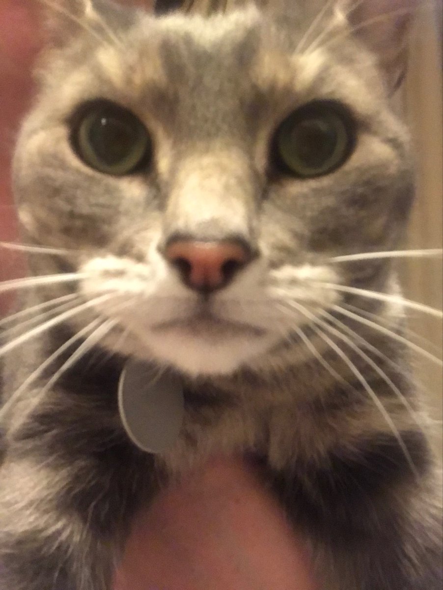 chatcharlton's tweet image. So I was worried about The Toddler interrupting my radio interview from home today, and guess who I forgot about...🐈 #radioreality ⁦@Ladyannafoster⁩ ⁦@bbcnewcastle⁩