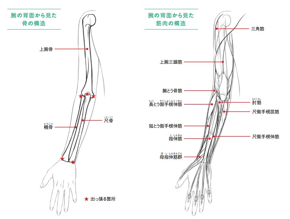 玄光社 超描けるシリーズ 在 Twitter 上 超描ネタ帳 腕を描く際に理解しておいた方がいい 骨と筋肉の構造 しっかり頭に叩き込んでおけば 腕の描写によりリアリティがでるはずです げんまいさん Ace Genmai 著 手と足の描き方基本レッスン より