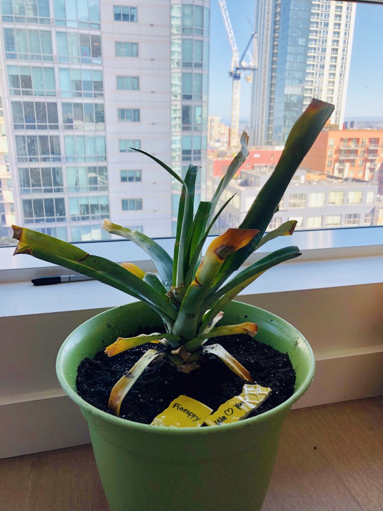 weilibird's tweet photo. @LitzenUp Replanted Pineappy. Waiting for it to grow back. https://t.co/tdrNx4t1O4