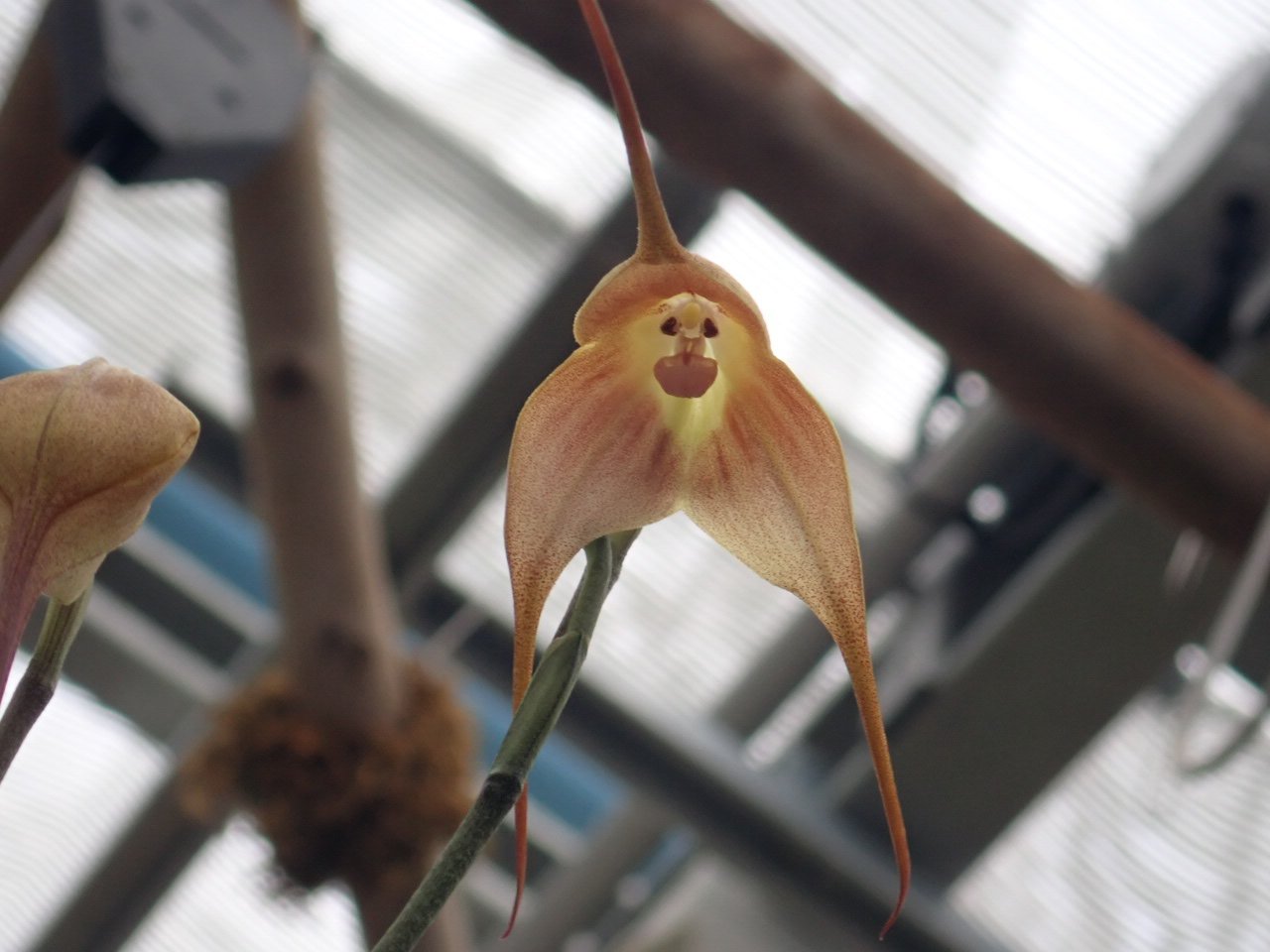 神代植物公園 ニュース スタッフより 園芸係 ドラクラ ギガス モンキー オーキッド がついに 本日１輪開花しました まだ蕾は2つありますが 開花してからの花持ちは2 3日くらいですので お早めにご来園ください ドラクラ ギガス