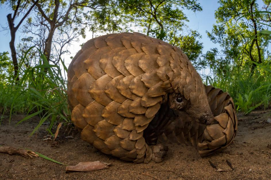 Pangolins are the most trafficked animal in the world – hunted for their scales, meat &amp; body parts sold in illegal markets. <a href="/wildnetorg/">Wildlife Conservation Network</a> are protecting this endangered species with the help of <a href="/WorldNomads/">World Nomads</a> travelers: ow.ly/sz7K50v2pmw