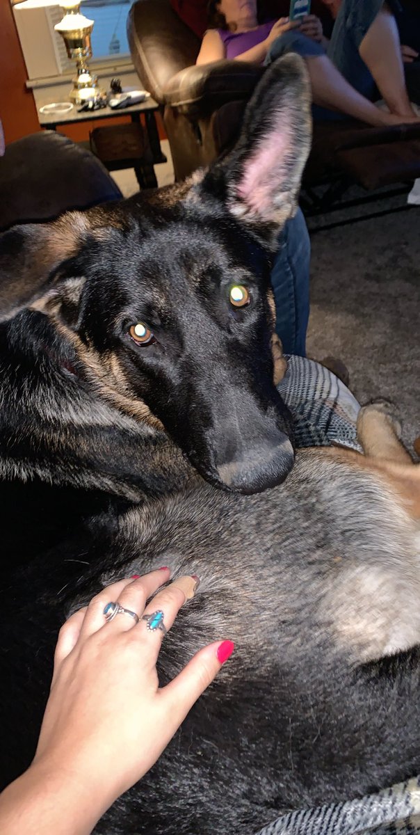 kls711's tweet photo. I’m completely heart broken.. if anyone can care for my Coop please get ahold of me. I would take him from my parents, but I live in a tiny apt. at Purdue and i could never do that to him. Not the news I wanted. He’s beautiful &amp; has a good temperament. 💔 https://t.co/jVe5p9yjq6