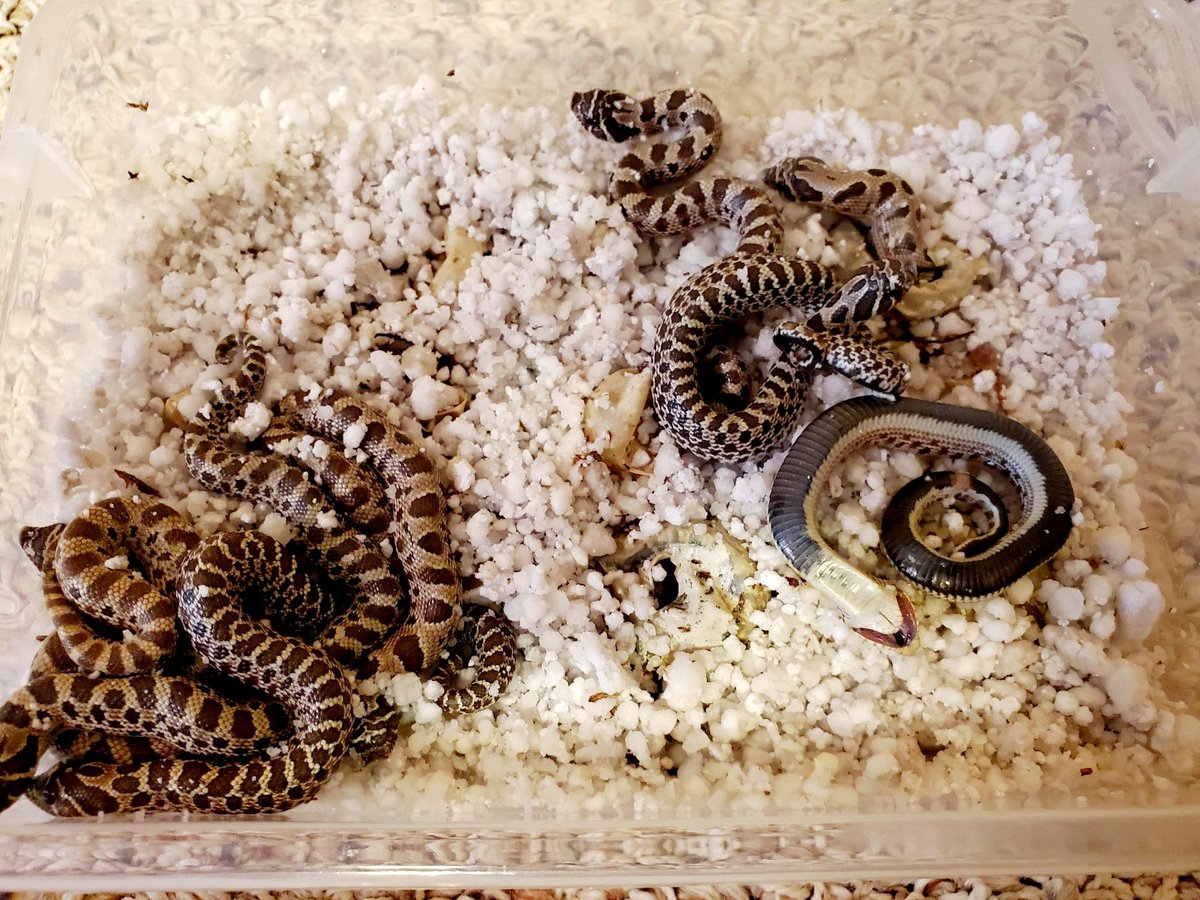 SnakeDiscovery's tweet photo. There's always that one child... https://t.co/ZMiMB8xOgu