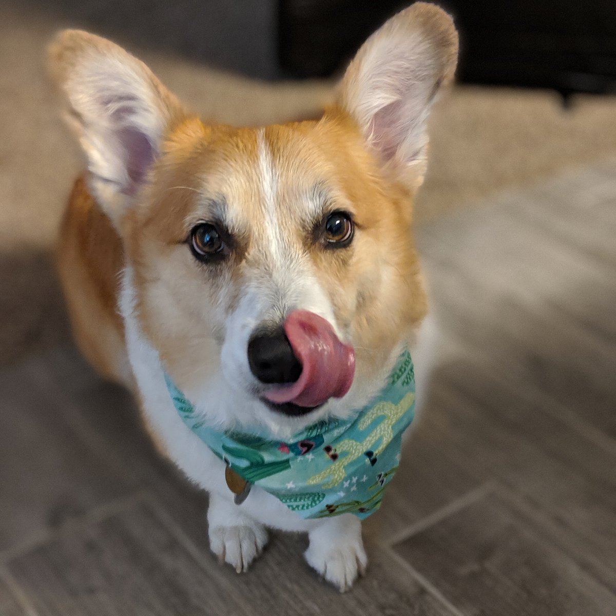 rhinothecorgi's tweet photo. Got a fresh cut &amp; now I'm #LookingLikeASnack 😉 #corgi #corgihaireverywhere #corgifeature #pembrokewelshcorgi #dogsoftwitter https://t.co/m4FxDBgAWD