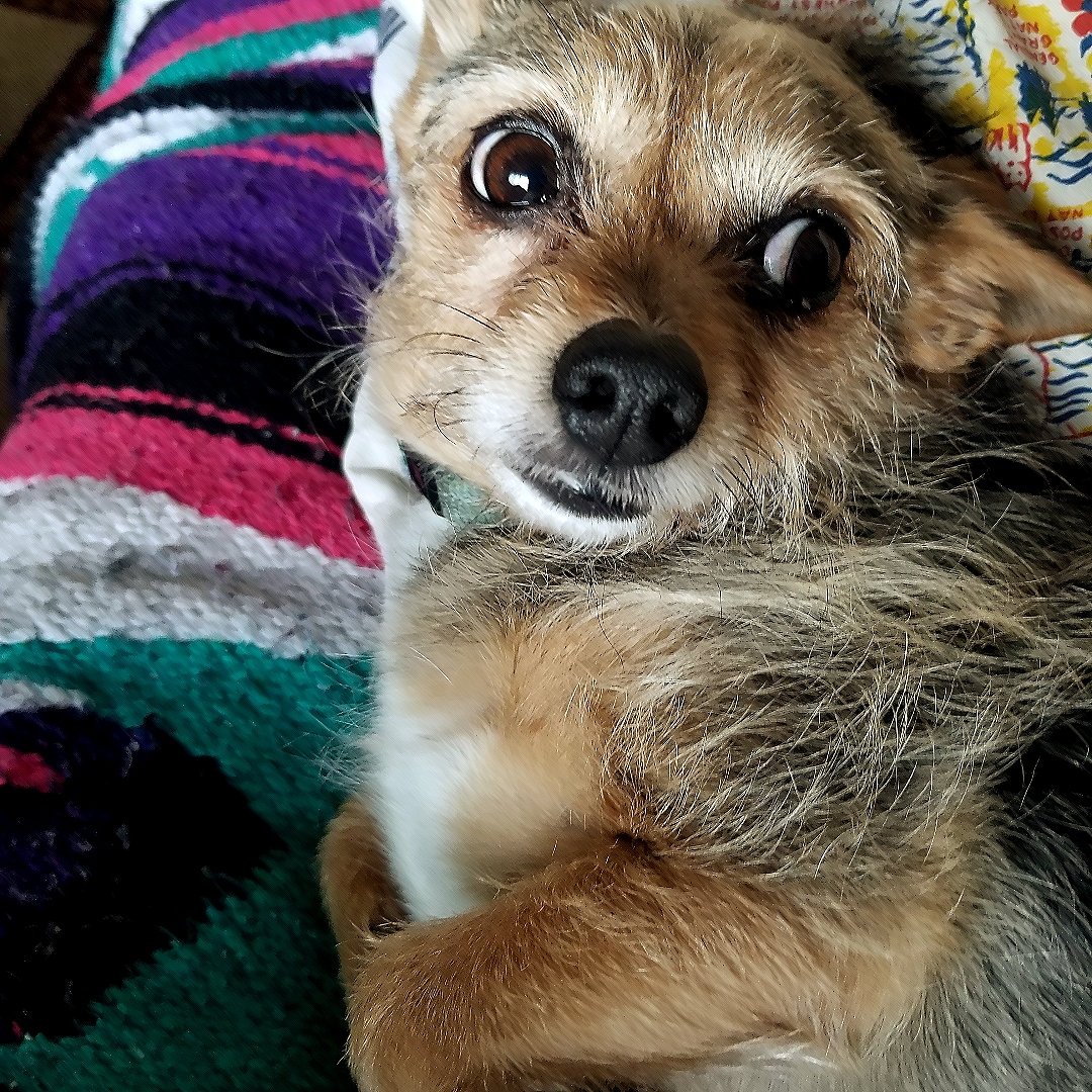 Carlicaar's tweet photo. Did someone say treat?!?! #FRONTLINEOralDfenseChewy https://t.co/1zlVD2C2Hg