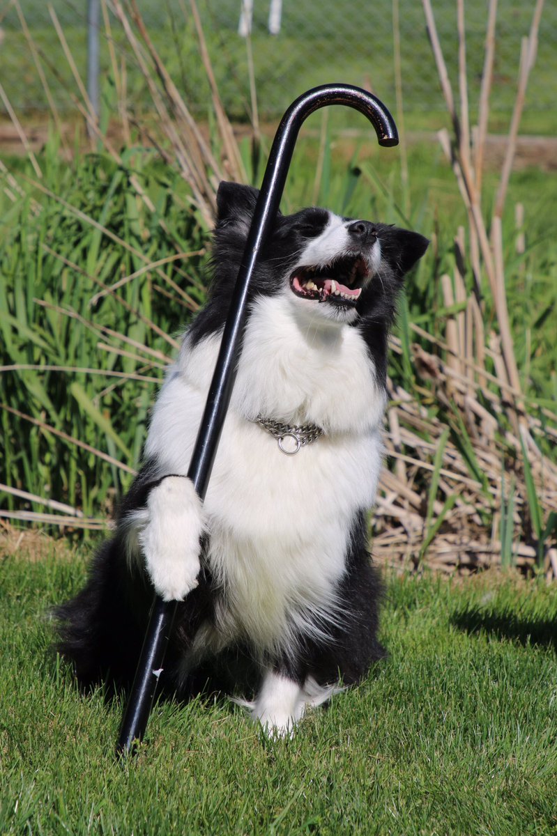 RayandMagic's tweet image. This cane is a prop for our new routine.. Any guesses as to what the theme of our routine is?   #rayandmagic #rayandmagicagt #rayunderwood #underwoodsdogobedience #dogdancing #dogdancer #dancingdog #dogtricks #agt #agtauditions
