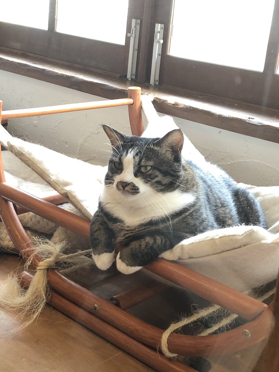 福ねこ食堂 در توییتر こんにちは なんと なんと チョビちゃんの里親さんが決まりました よかった よかったよかった 福ねこ食堂 本日もオープンです 福岡カフェ 福岡ランチ 福岡スイーツ 西新カフェ 西新ランチ 西新グルメ 福岡ごはん 福ねこ食堂 در توییتر こんにちは なんと なんと チョビちゃんの里親さんが決まりました よかった よかったよかった 福ねこ食堂 本日もオープンです 福岡カフェ 福岡ランチ 福岡スイーツ 西新カフェ 西新ランチ 西新グルメ 福岡ごはん