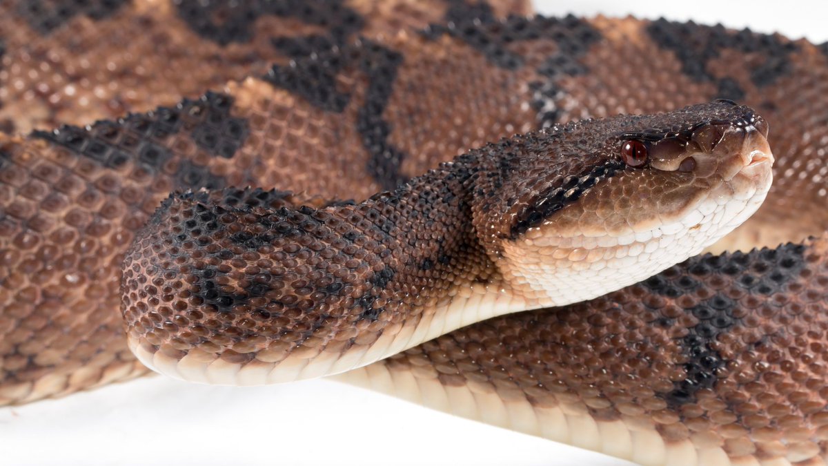 JonJSuh's tweet photo. bushmaster I barely know her 
#WorldSnakeDay https://t.co/xMdK3HjTHr