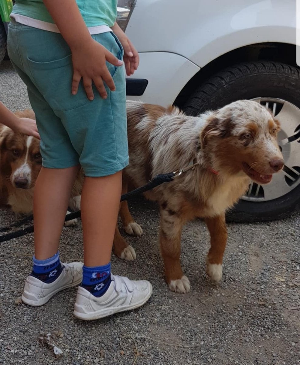 EmmanuelBooten's tweet image. Je veux la meme
#Bergeraustralien