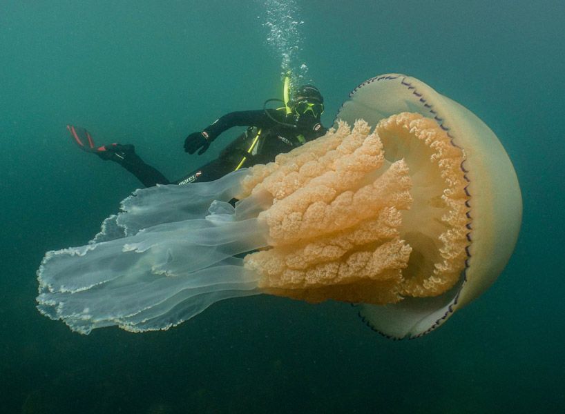 underwater cinematographer captures human-sized jellyfish off english coast designboom.com/design/human-s…
