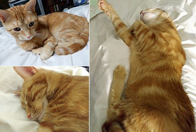 #HappyBirthday to my beautiful feline companion #Glenda, who turned 7 on July 15. She spent the day lounging around, relaxing, chowing down and showing her buddy Harvey who's boss. 😸😼 August 1 will mark the fourth anniversary of theior adoption and I… ift.tt/2GeMiW7