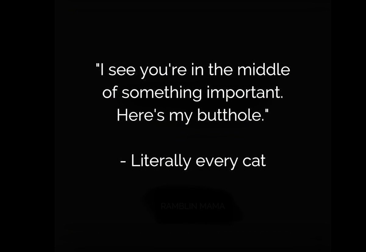MelodyGreen71's tweet photo. Seriously!!! 🙄
Why do they do that?? 😳
Pucker butt.  🐈 

#cats #wtf #justwhy #thingsthatkeepmeupatnight #catbutt #notcute #animalmom #goaway #weird #allaboutthem #catsofinstagram #catfunny https://t.co/zhgCALnxzL