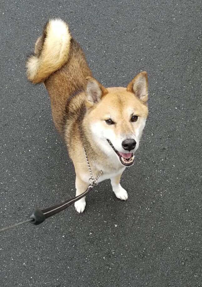 笑顔の柴犬 笑顔の柴犬