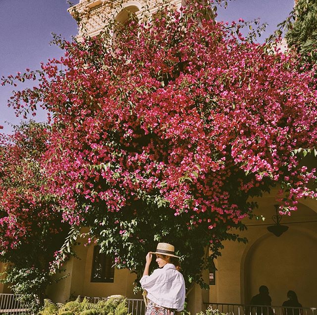 chillwithchloe's tweet photo. The summer whisperer 🌺#Bougainvillea

#chillwithchloe #chloetootd #ootd #potd #wiw #whatiwore #summer #summeriseverywhere #chloesandays #sandiego #balboapark #zara #lackofcolor https://t.co/xRJXXIhX51 https://t.co/68dEUdfci3
