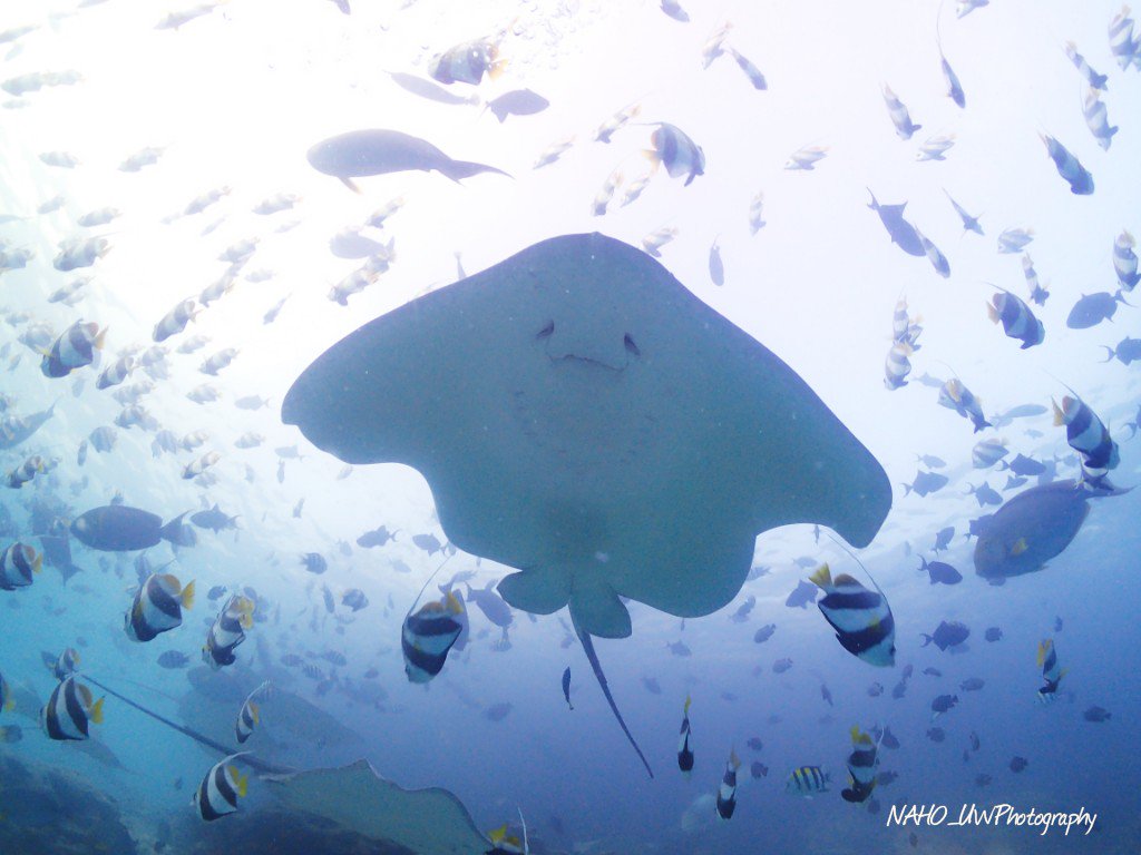 Naho 海と猫 エイのお腹かわいい T Co Oq3uz0czag モルディブ Maldives エイ キモカワ 水中写真 スキューバダイビング Underwater Scubadiving Underwaterphotography T Co 39hwvhbuqk