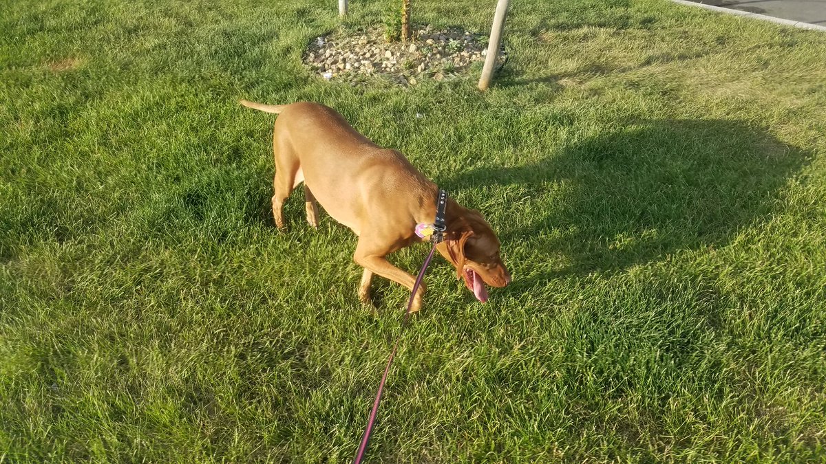 joannas11's tweet photo. One day you're footloose and fancy free and the next day you're a #dogmom 🤷♀️ #CreteFam #Visla #HungarianPointer #DogLife #TruckerLife 🐕⛟💨💨 https://t.co/JSaczypLnG