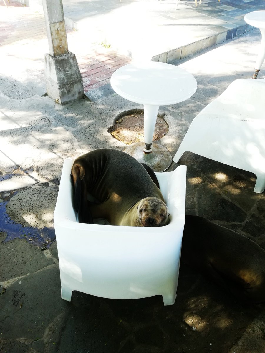 ma_ferdora's tweet photo. #AllYouNeedisEcuador #Galapagos 
Mesa para dos por favor ahh 😉 https://t.co/CepMQOpayP