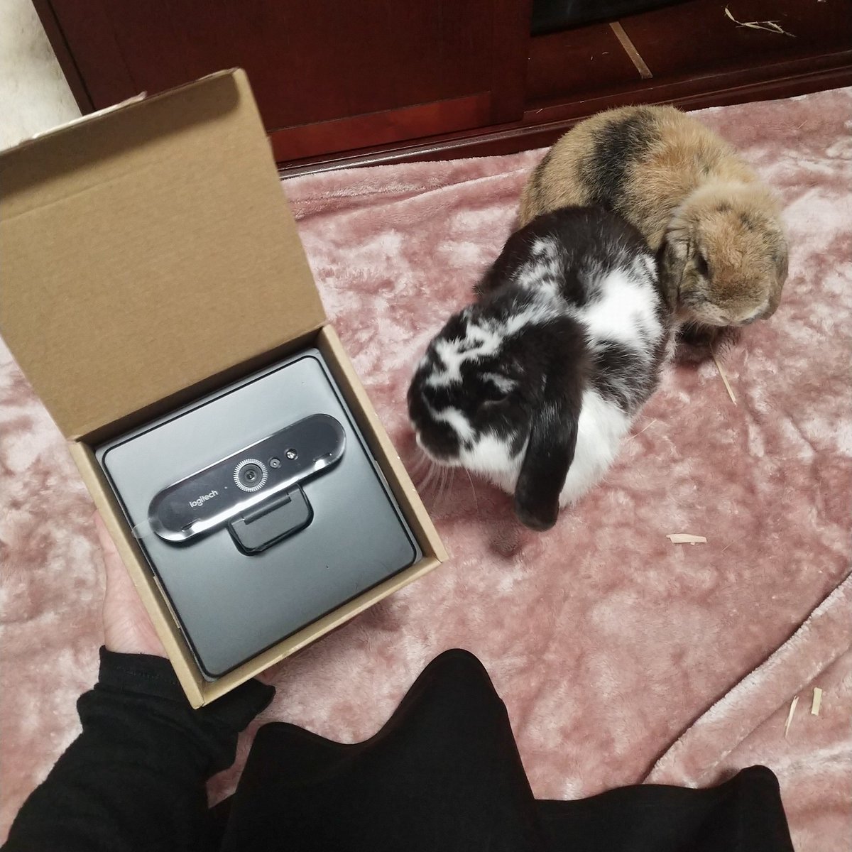 ahikocake's tweet image. Did someone say 4K bunny cam?! #LogitechBrio
