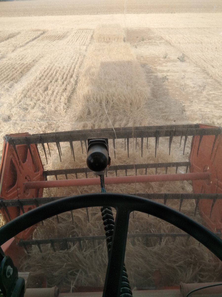 BenoitMallinger's tweet photo. Fin des essais variété orge de printemps sur le 52. Enseveli sous les sacs en cabine 😀😀
On va attaquer les blé maintenant, l'année est bizarre.
Récolte faite a 50% environ.
#moissonemc2 @coopEMC2 @fredonicolin https://t.co/J2is82IQ48