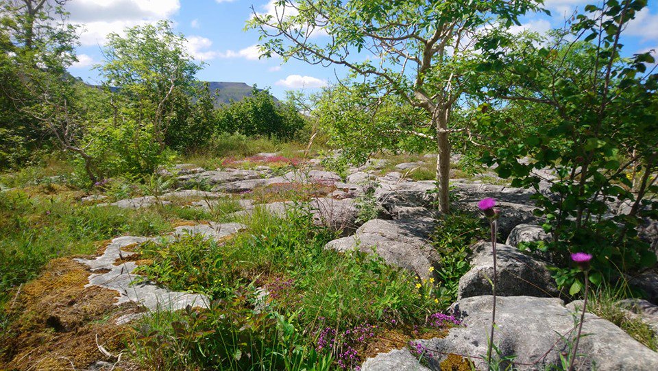 Scar Close pavement has been ungrazed since 1975 and is the richest individual montane pavement in the British Isles with over 230 higher plant species recorded. It is looking spectacular at the moment particularly on a sunny day. <a href="/NaturalEngland/">Natural England</a>