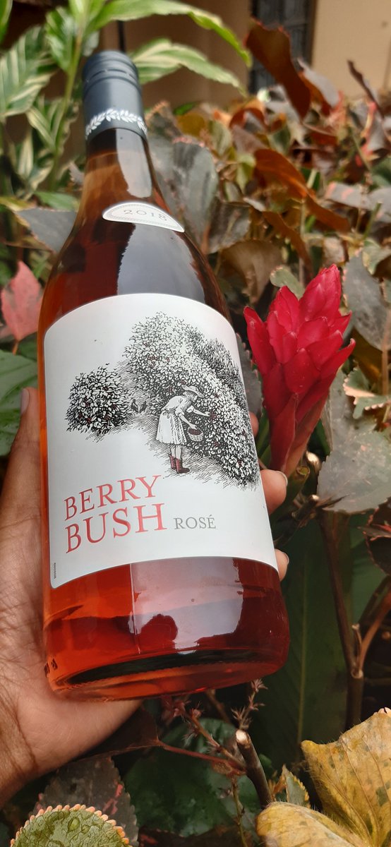 thepantryug's tweet photo. Its #Winesday #berrybush #rose ~ attractove twinkling pink with salmon flashes bursting with enticing crished red berry, candied red apple, turkish deligh and rose water aromas #KampalasBestLittleWineAndCheeseShop #WineWednesday #winelover #WednesdayWonders https://t.co/f3gfdBARIE