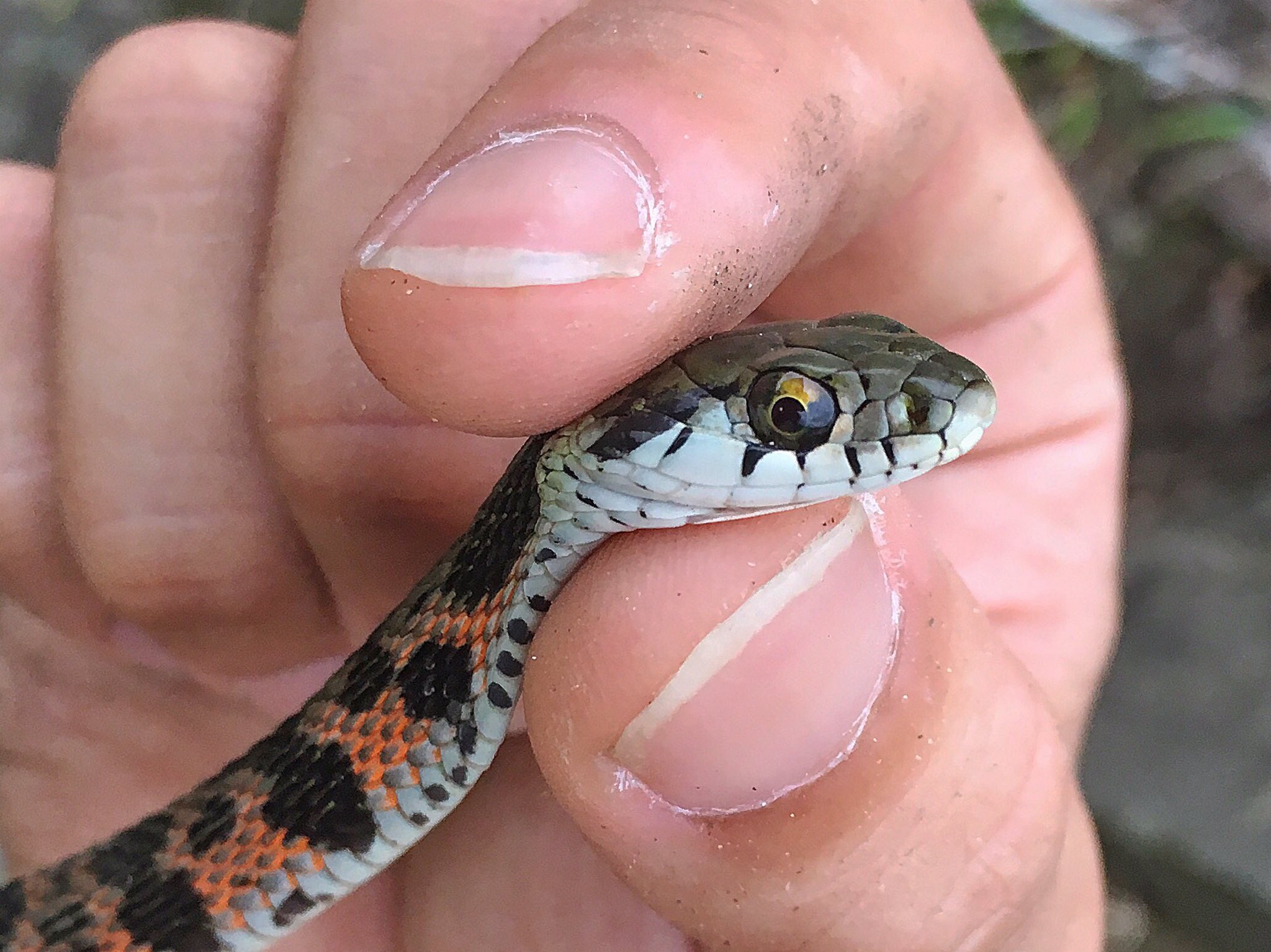 Uzivatel アキト Na Twitteru ランニング中にヤマカガシ見つけた 黒の斑点に赤のラインが綺麗なとても大人しい蛇 だけど 実は頸腺毒とデュベルノワ腺毒という二種類の毒を 別々の器官に蓄積して それぞれ違う目的で使用するといった珍しい生態を持つ蛇なのです